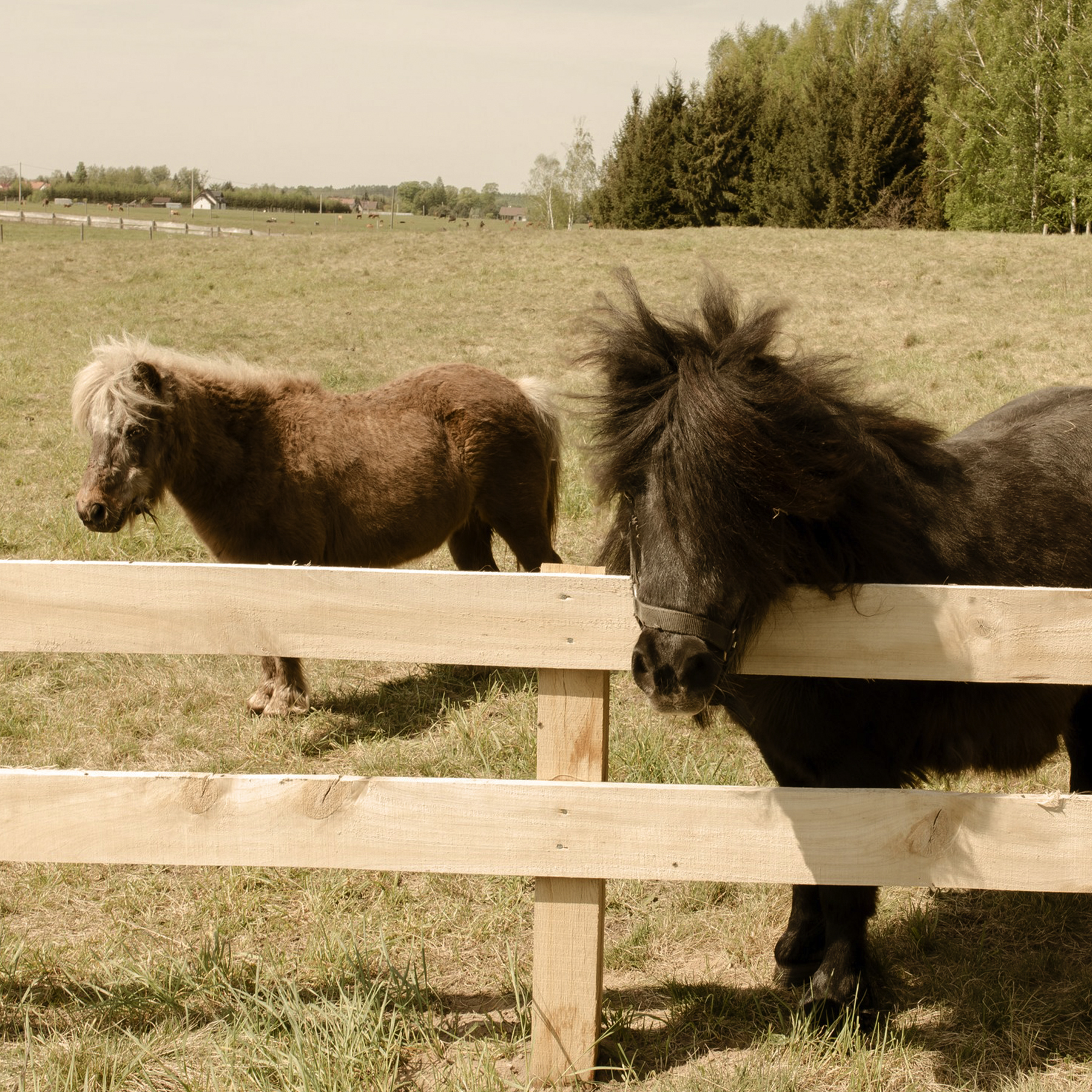 Mini Zoo w Liva Park