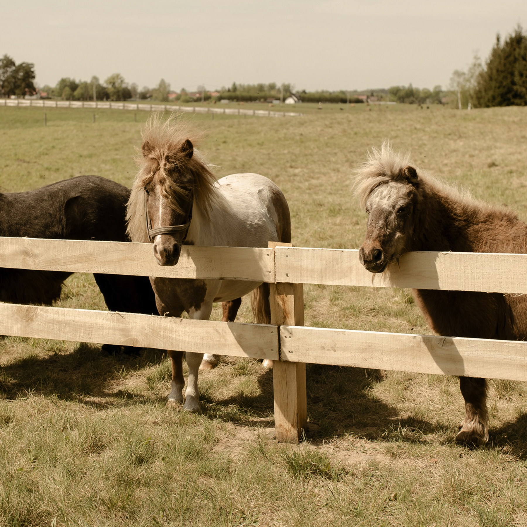 Mini Zoo w Liva Park
